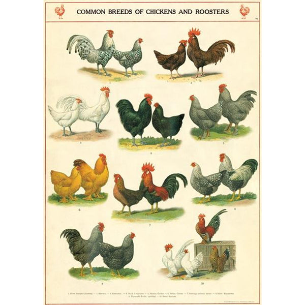 Póster decorativo en papel italiano Chickens & Roosters