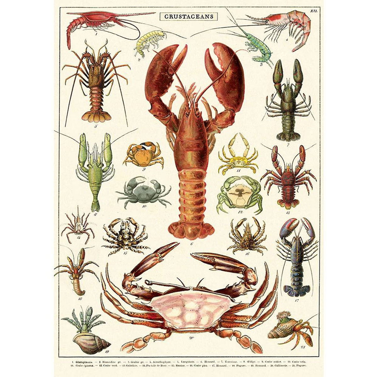 Póster decorativo en papel italiano Crustaceans