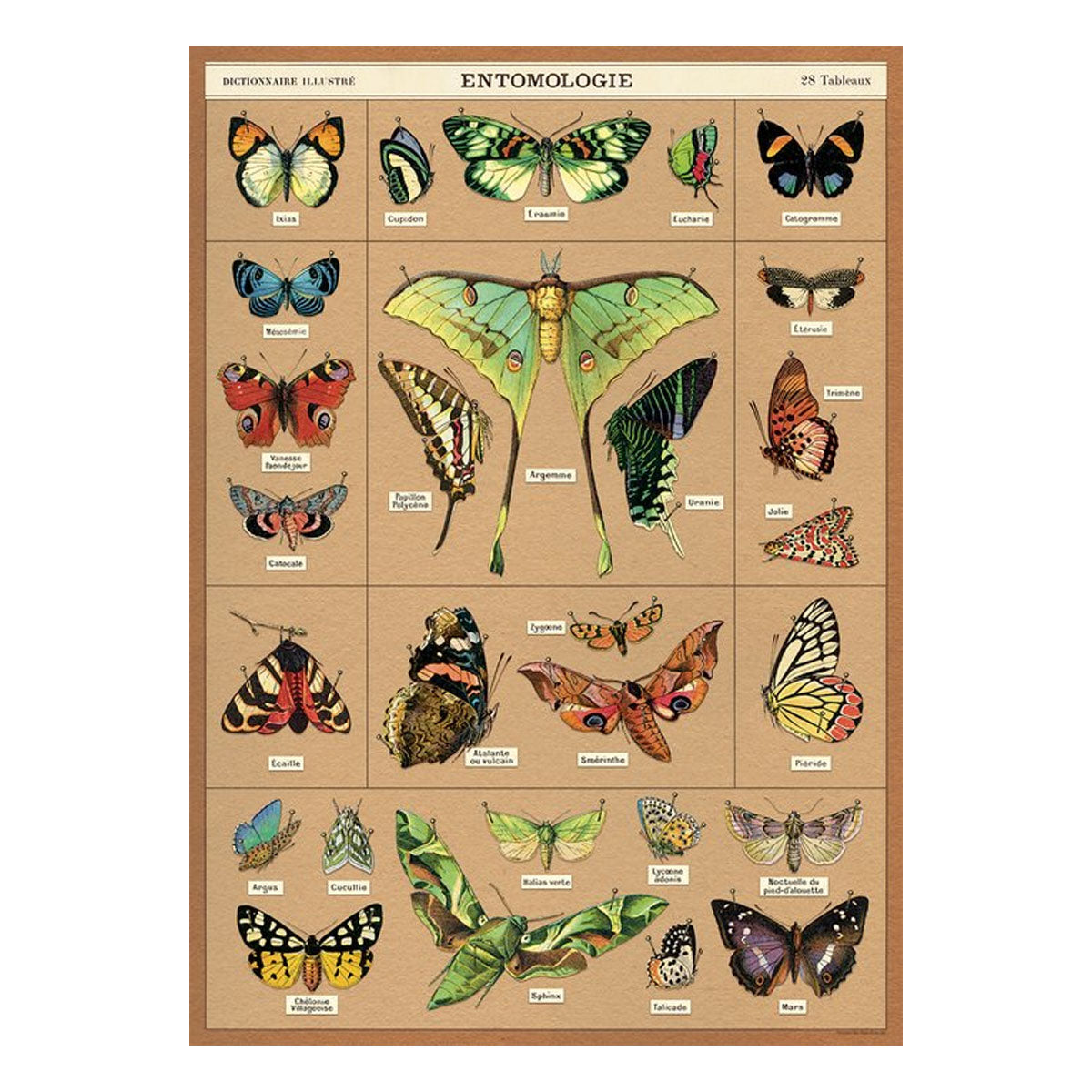 Póster decorativo en papel italiano Entomology