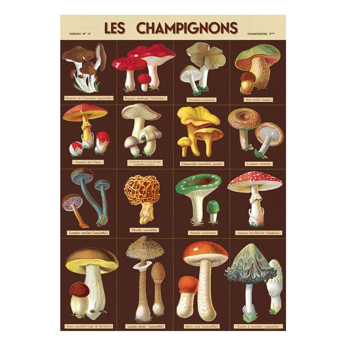 Póster decorativo en papel italiano Les Champignons