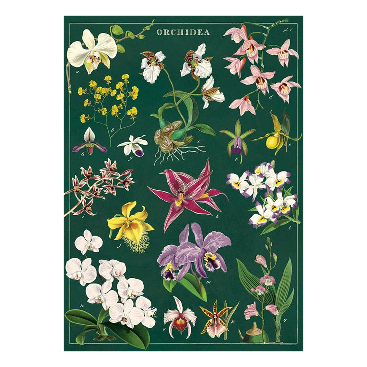 Póster decorativo en papel italiano Orchid