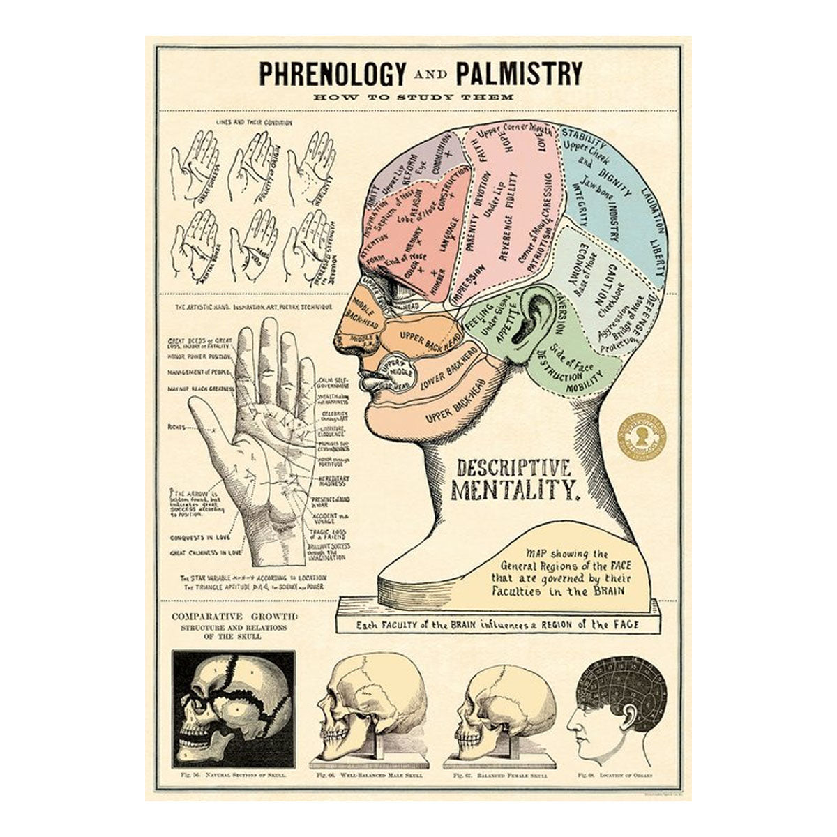 Phrenology & Palmistry