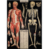 Póster decorativo en papel italiano L´anatomie