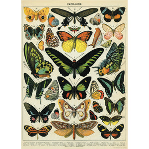 Póster decorativo en papel italiano Butterflies