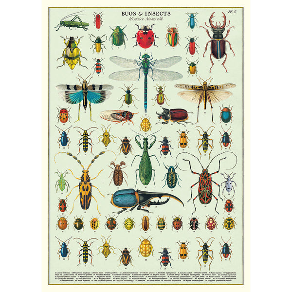 Póster decorativo en papel italiano Bugs & Insects