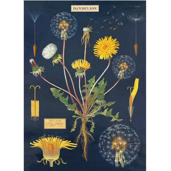 Póster decorativo en papel italiano Dandelion Chart