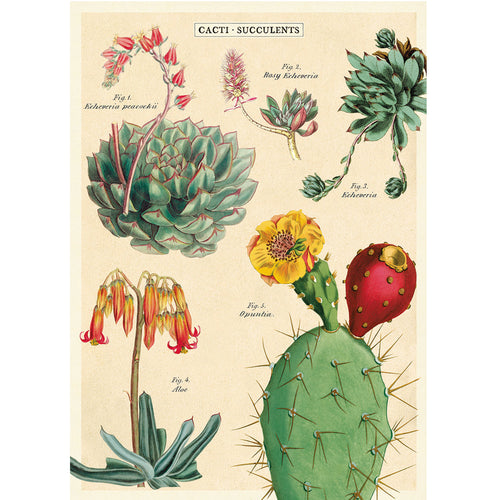 Póster decorativo en papel italiano  Cacti & Succulents 2