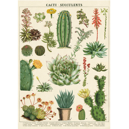 Póster decorativo en papel italiano  Cacti & Succulents